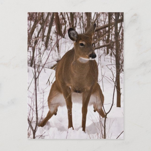 Wenn die Natur ruft Postkarte (Vorderseite)