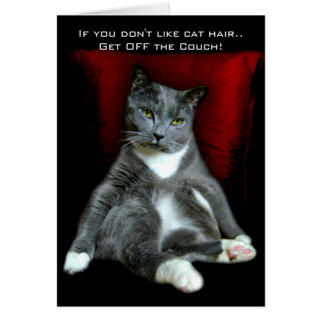 Wenn du Katzenhaare nicht magst. Runter vom Sofa! (Vorne)