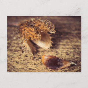 Wenn ein Samen zum Baum wird ... Postkarte