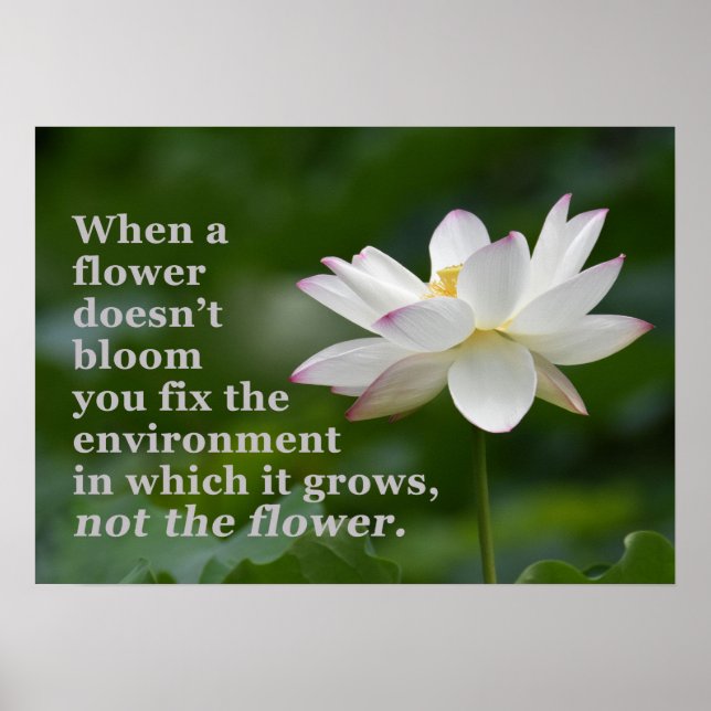 Wenn eine Blume kein Poster blüht (Vorne)