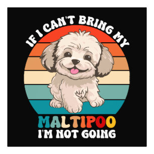 Wenn ich meinen Maltipoo-Hund nicht mitbringen kan Fotodruck