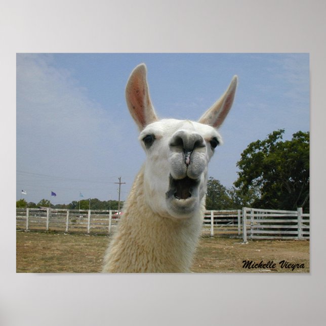 Wenn Llamas angreifen Poster (Vorne)