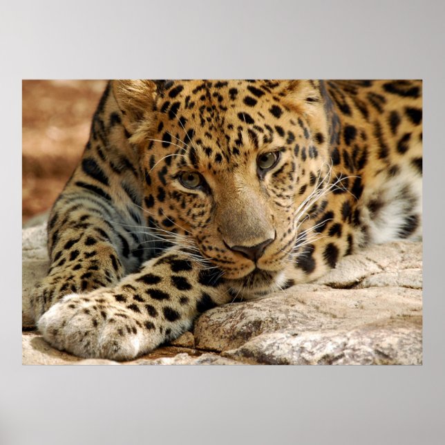 Wenn nur... ich Gerettet werden könnte Poster (Vorne)