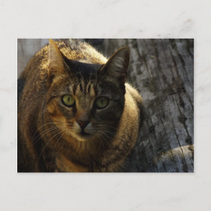 Wer bin ich? postkarte