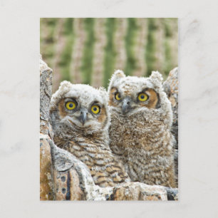 Wer ist da? Owl-Paar Postkarte