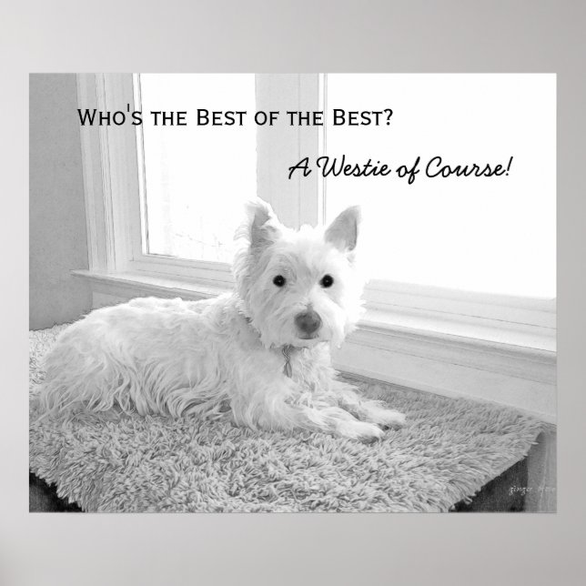 Wer ist die Beste der Besten? Ein Westie of Course Poster (Vorne)