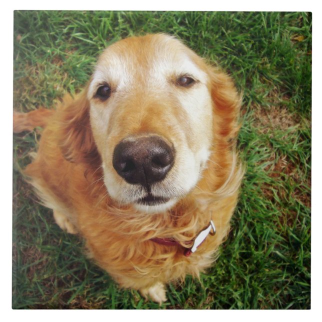 Wer ist ein guter Junge? Fliese (Vorderseite)