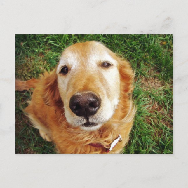 Wer ist ein guter Junge? Postkarte (Vorderseite)
