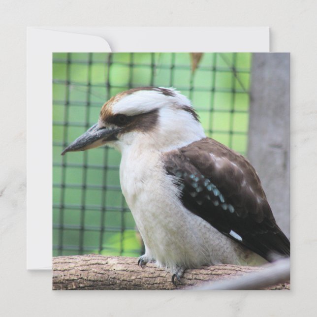 Wer nennt einen Kook (Vorderseite)