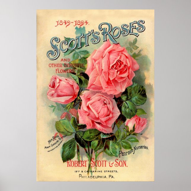 Werbung für Scotts Rose Poster (Vorne)