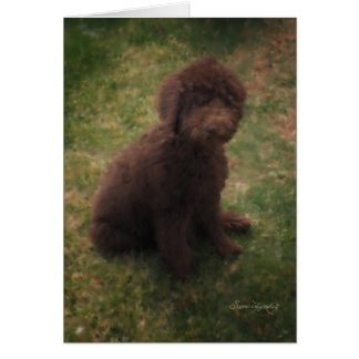 WERTVOLL AUSTRALIAN LABRADOODLE