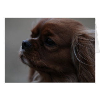 Wertvoll ein Ruby Cavalier King Charles Spaniel