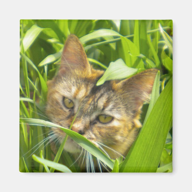 Wertvoll Jungle Kitty Magnet (Vorne)