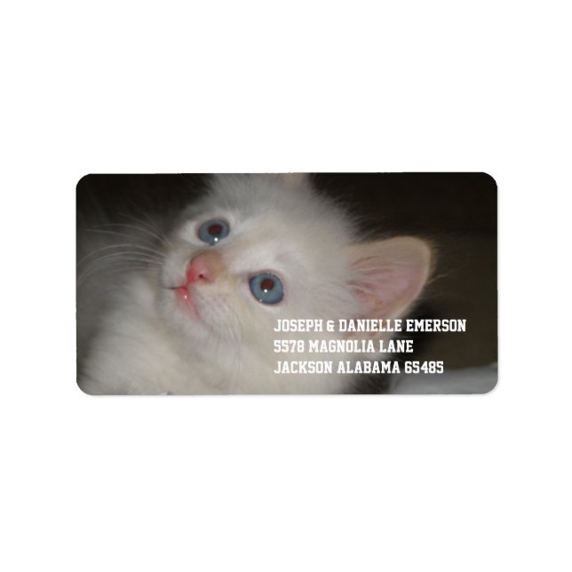 Wertvoll Kitten Adressaufkleber (Vorne)