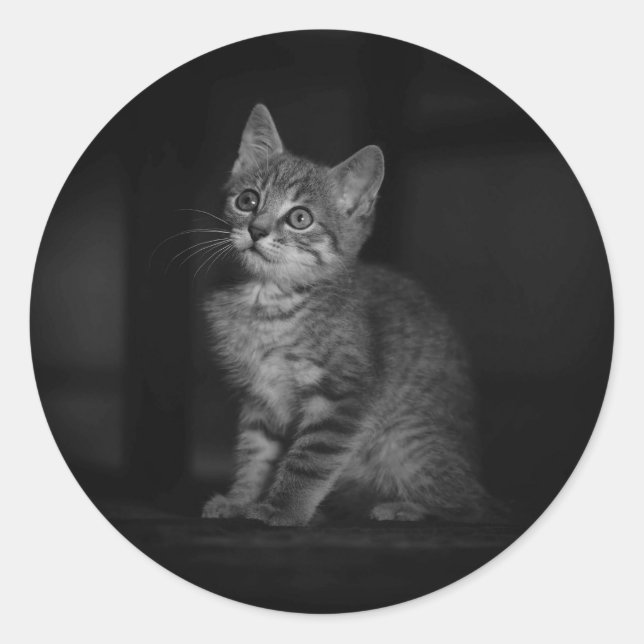 Wertvoll Kitten Runder Aufkleber (Vorderseite)