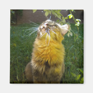 Wertvoll Kitty Magnet