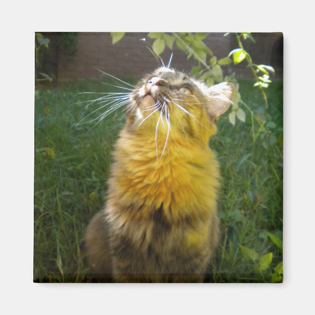 Wertvoll Kitty Magnet (Vorne)