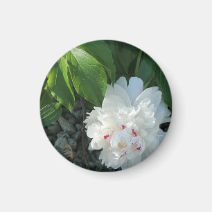 Wertvoll Peony Magnet