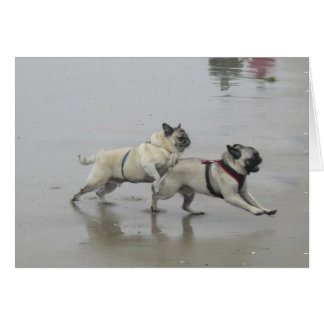 Wertvoll und Hemi am Dog Beach, San Diego