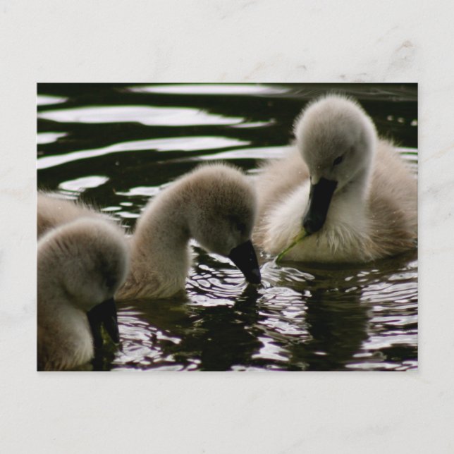 Wertvolle Ducklings Postkarte (Vorderseite)