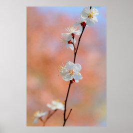 Wertvolle japanische Apricot-Blume Poster
