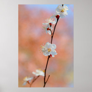 Wertvolle japanische Apricot-Blume Poster