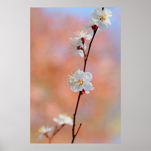 Wertvolle japanische Apricot-Blume Poster (Vorne)