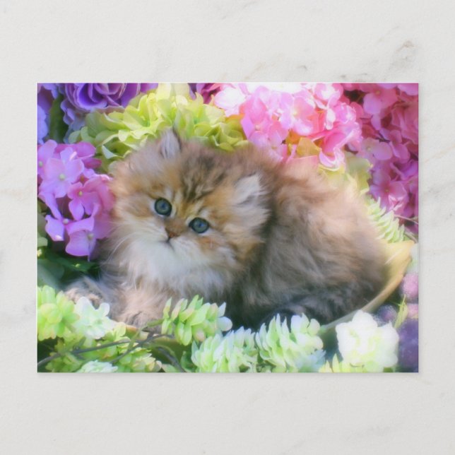 Wertvolle Kätzchen Fluffe Katzen Haustiere Postkarte (Vorderseite)