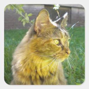 Wertvolle Kitty Stickers