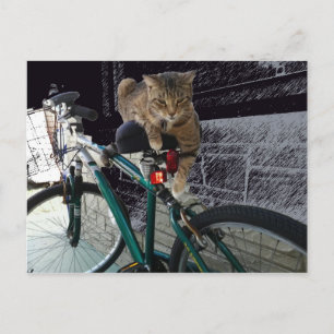 Wertvolle Kitty Waits für Besitzer zum Biken Postkarte