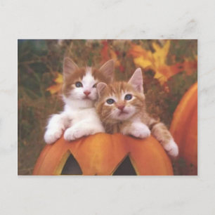 Wertvolle Pumpkatzenkatzen - individuell anpassbar Postkarte
