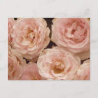 Wertvolle Rose Postkarte