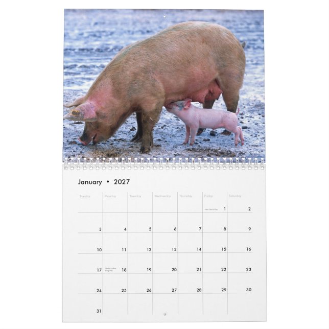 Wertvolle Schweine - Kalender 2016 (Jan 2027)
