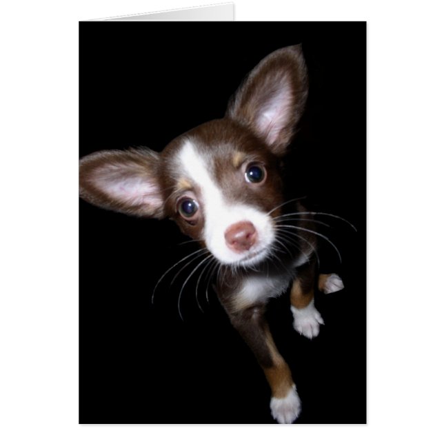 Wertvolle Welpe (Vorne)