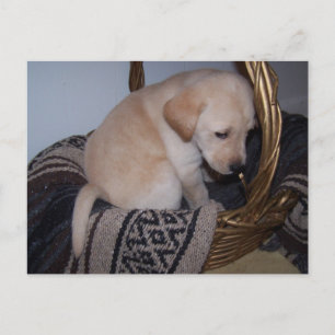 Wertvoller Labrador Postkarte