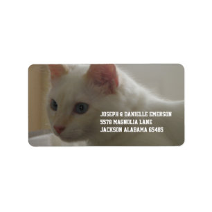 Wertvoller weißer Kitty Adressaufkleber