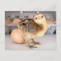 Wertvolles Baby Chick und Eier