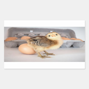 Wertvolles Baby Chick und Eier Rechteckiger Aufkleber