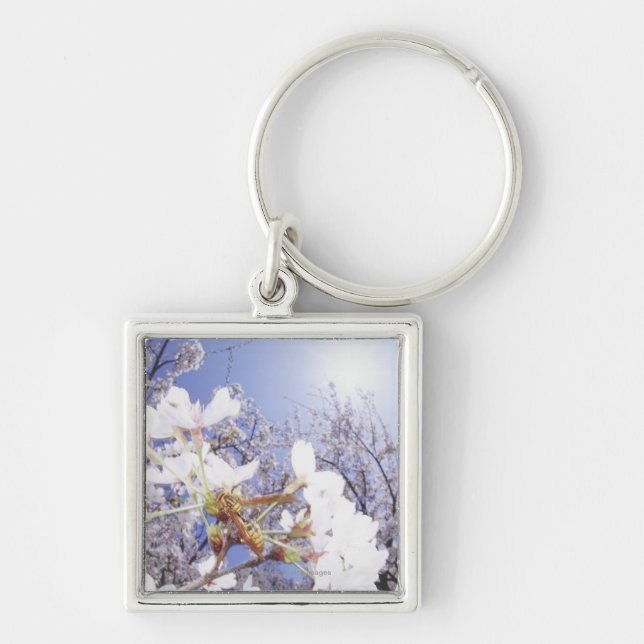 Wespe auf Kirschblüte, nahes hohes Schlüsselanhänger (Vorne)