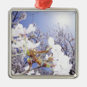 Wespe auf Kirschblüte, nahes hohes Silbernes Ornament