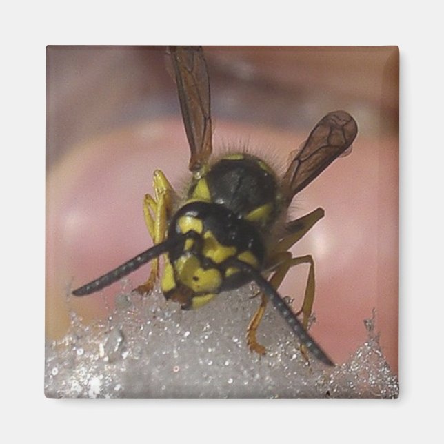 Wespe Magnet (Vorne)