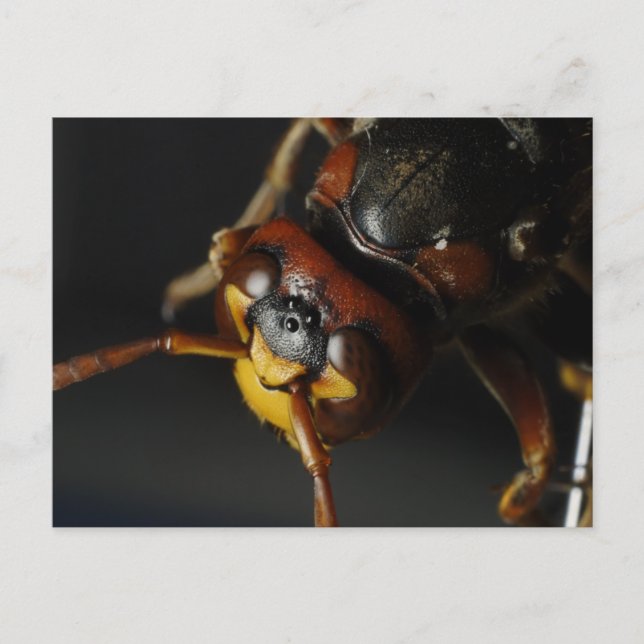 Wespe Postkarte (Vorderseite)