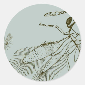 Wespen, Aspidiotiphagus Citrinus Runder Aufkleber