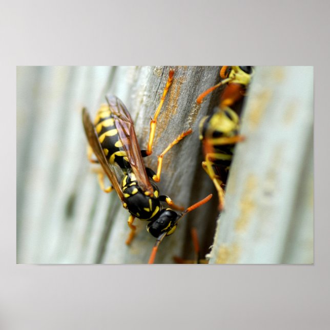 Wespennest Poster (Vorne)