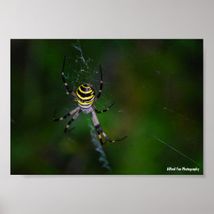 Wespenspinne, Radnetzspinne Poster