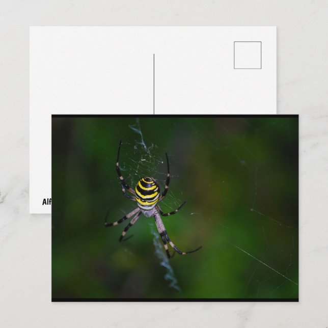 Wespenspinne, Radnetzspinne Postkarte (Vorne/Hinten)