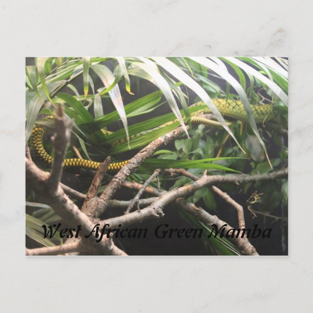 West African Green Mamba Postkarte (Vorderseite)
