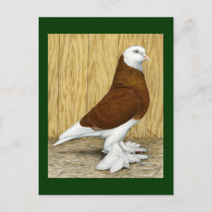 West-England Tumbler Red Baldhead Postkarte