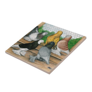 West-England Tumbler-Tauben Fliese