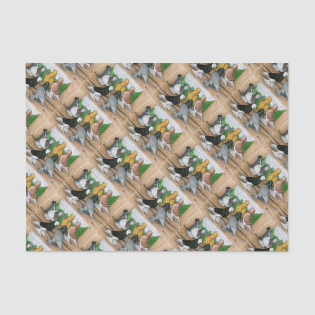 West-England Tumbler-Tauben Seidenpapier (Vorderseite)